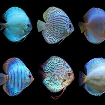 Symphysodon aequifasciatus – Assorted Discus 5cm - Ψάρια Γλυκού