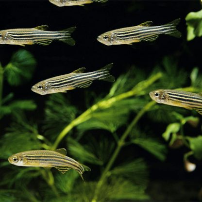 Danio rerio – Zebra Danio 2,5-3,5cm - Ψάρια Γλυκού