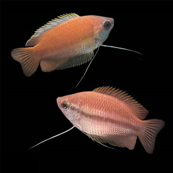Colisa chuna-Honey Gourami S - Ψάρια Γλυκού