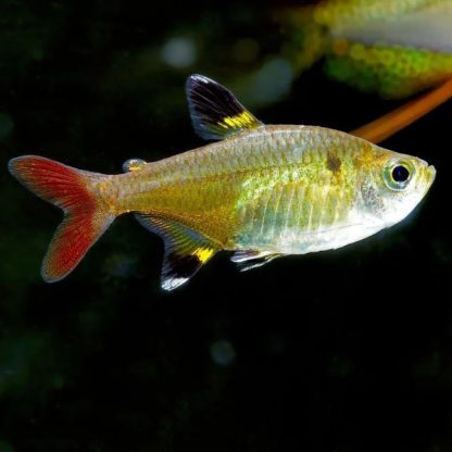 Pristella maxilaris – X-Ray Tetra 2.5cm - Sales