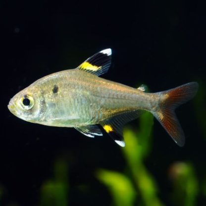 Pristella maxilaris – X-Ray Tetra 2.5cm - Ψάρια Γλυκού