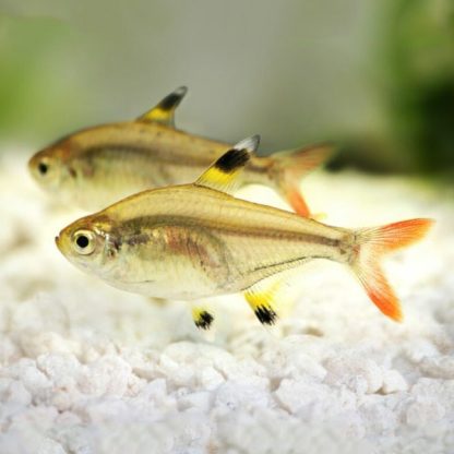 Pristella maxilaris – X-Ray Tetra 2.5cm - Sales