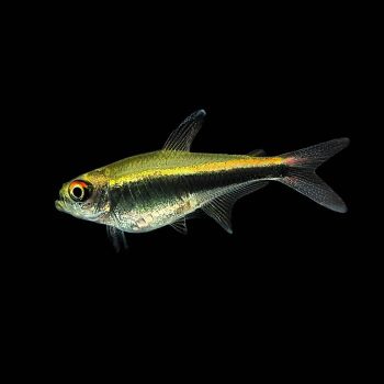 Hyphessobrycon herbertaxelrodi – Black Neon Tetra 2-2.5cm - Ψάρια Γλυκού