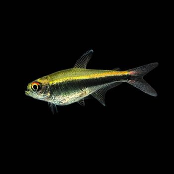 Hyphessobrycon herbertaxelrodi – Black Neon Tetra 2.5-3cm - Ψάρια Γλυκού