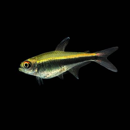 Hyphessobrycon herbertaxelrodi – Black Neon Tetra 2-2.5cm - Sales