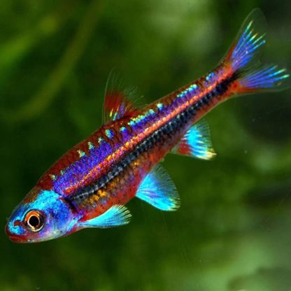 Notropsis chrosomus – Rainbow Shiner 4.5-5cm - Ψάρια Γλυκού