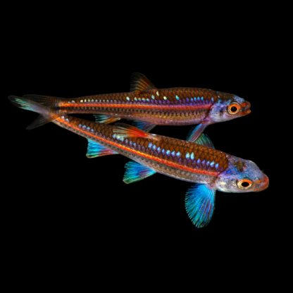 Notropsis chrosomus – Rainbow Shiner 4.5-5cm - Ψάρια Γλυκού