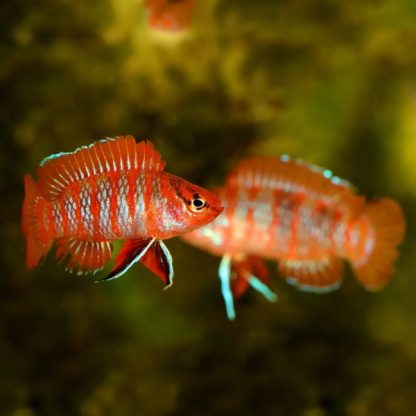 Dario dario – Scarlet Badis M - Sales