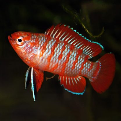 Dario dario – Scarlet Badis M - Sales