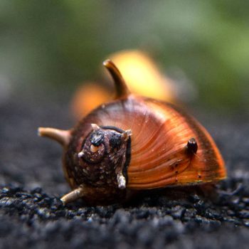 Clithon corona  -Threecolor Horn Snail 1 cm - Ασπόνδυλα Γλυκού