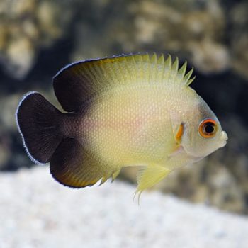 Gobiodon atrangulatus – Green Goby - Ψάρια Θαλασσινού