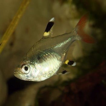 Pristella maxilaris – X-Ray Tetra 2.5cm - Ψάρια Γλυκού