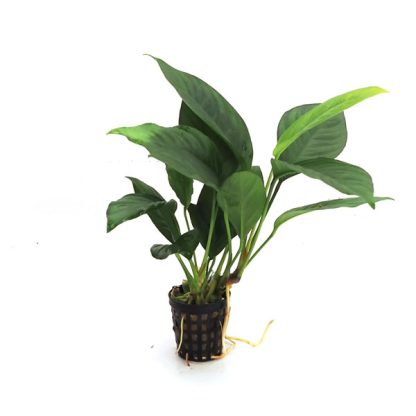 S.I Anubias heterophylla ‘Congensis’ MP XL - Φυτά για Ενυδρεία