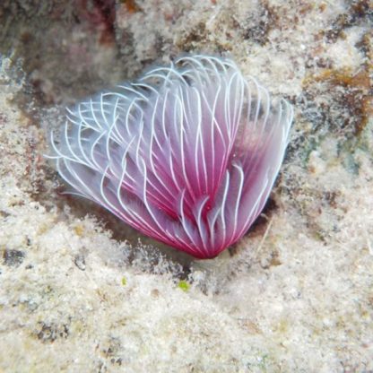 Bispira guineensis M -Pink Feather Duster Tube Worm