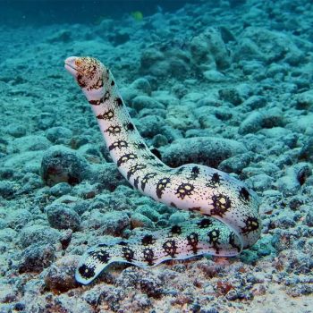 Echidna nebulosa M – Snowflake Moray Eel - Ψάρια Θαλασσινού