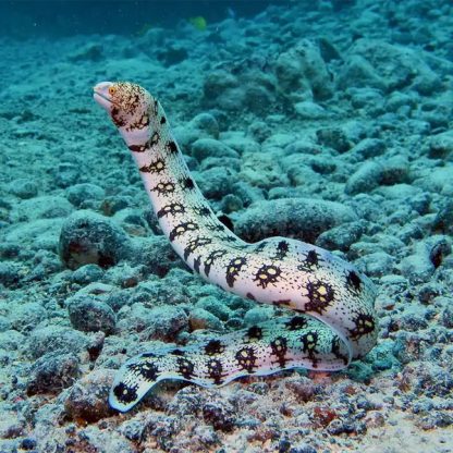 Echidna nebulosa M – Snowflake Moray Eel - Ψάρια Θαλασσινού
