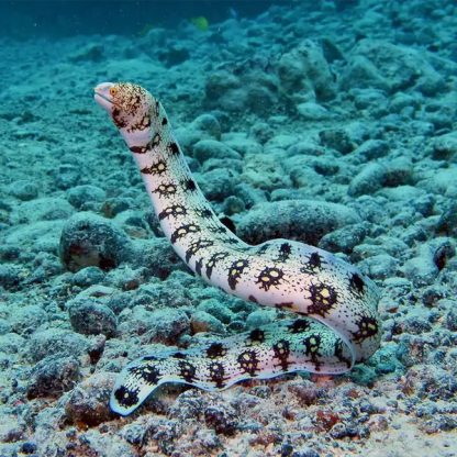 Echidna nebulosa L – Snowflake Moray Eel – Tank raised - Ψάρια Θαλασσινού