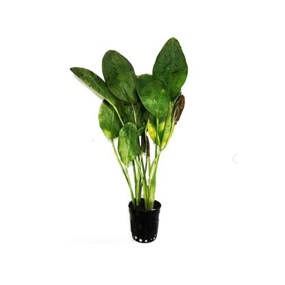 S.I Echinodorus ‘Ozelot Green’ MP XXL - Φυτά για Ενυδρεία