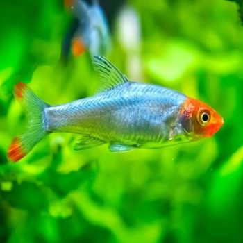 Sawbwa resplendens - Naked Microrasbora 2.5cm