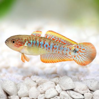 Tateurndina ocellicauda – Peacock Goby 2cm - Ψάρια Γλυκού