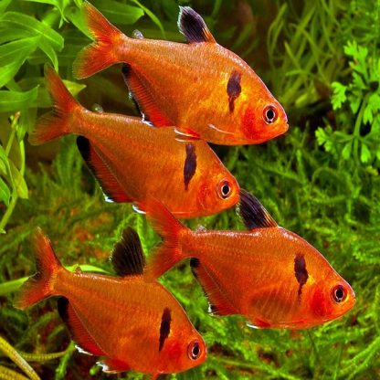 Hyphessobrycon eques -Serpae Tetra - Sales