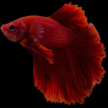 Betta splendens - Siamese Fighting Fish Halfmoon Longfin 3cm