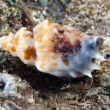 Tridentarius dentatus M -Toothed Conch Snail