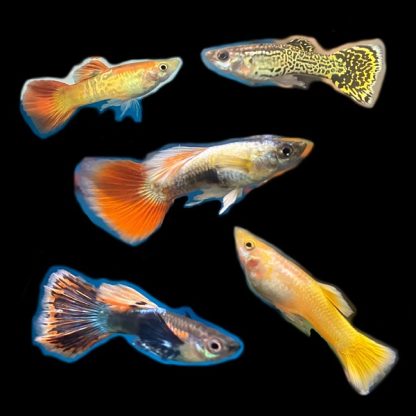 Poecilia reticulata -Assorted Fancy Guppy Μale 3cm