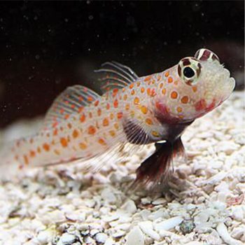 Amblyeleotris guttata M – Spotted Prawn Goby - Ψάρια Θαλασσινού