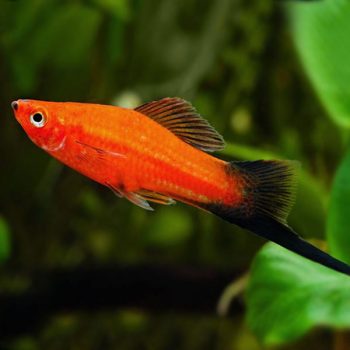 Xiphophorus hellerii- Swordtail Red Wagtail 3.5-4cm