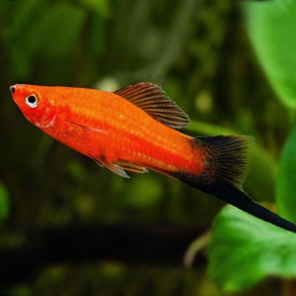 Xiphophorus hellerii- Swordtail Red Wagtail 3.5-4cm