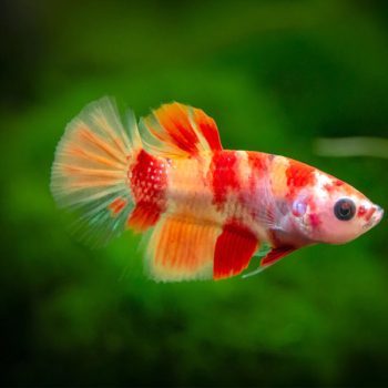 Betta splendens - Siamese Fighting Fish Plakat Koi Nemo Male 3.5-4.5cm