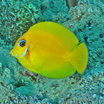Acanthurus pyroferus (Juv) - Chocolate Surgeonfish