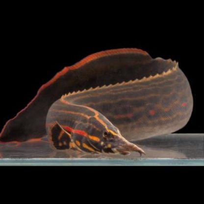 Mastacembelus erythrotaenia-Red Fire Eel 27-30cm - Ψάρια Γλυκού