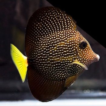Zebrasoma gemmatum L - Mauritian Tang