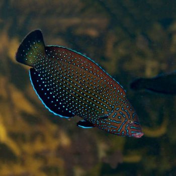 Anampses caeruleopunctatus M - Bluespotted Wrasse
