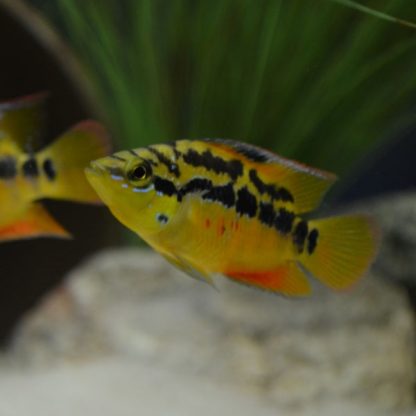 Cichlasoma salvinii – Salvin’s Cichlid  3.5-4cm - Ψάρια Γλυκού
