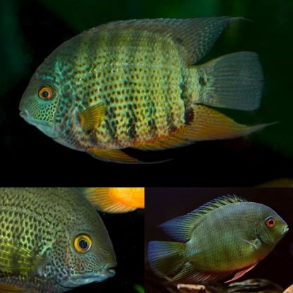 Heros Severus -Red Faced Golden Severum 6-7cm - Ψάρια Γλυκού