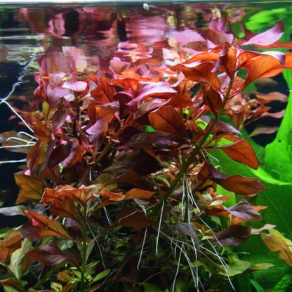 Tropica Ludwigia Repens ‘Rubin’ - Φυτά για Ενυδρεία