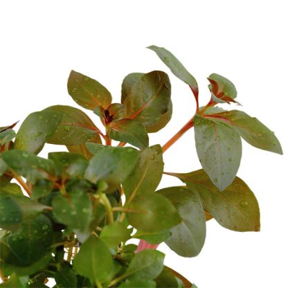 Tropica Ludwigia Repens ‘Rubin’ - Φυτά για Ενυδρεία