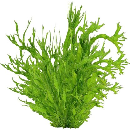 Tropica Microsorum Pteropus ‘Windeløv’ - Φυτά για Ενυδρεία