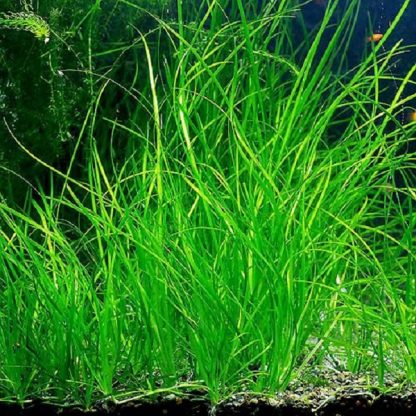Tropica Vallisneria Nana - Φυτά για Ενυδρεία