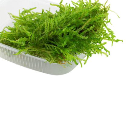 Tropica Vesicularia Ferriei Weeping Moss Portion - Φυτά για Ενυδρεία