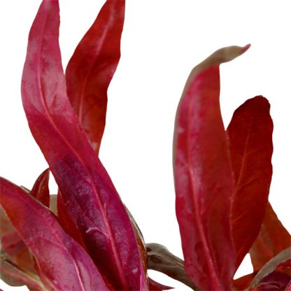Tropica Alternanthera Reineckii ‘Pink’ - Φυτά για Ενυδρεία