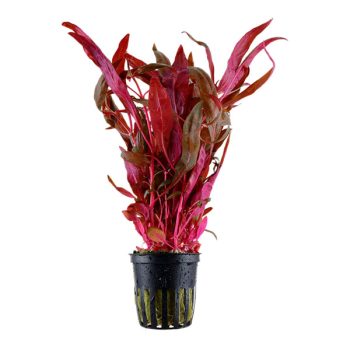 Tropica Alternanthera Reineckii ‘Pink’ - Sales