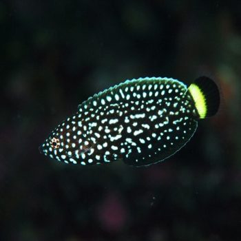 Anampses melanurus - White Spotted Wrasse L