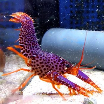Enoplometopus debelius – Debelius Purple Reef Lobster - Ασπόνδυλα Θαλασσινού
