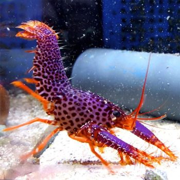 Enoplometopus debelius - Debelius Purple Reef Lobster