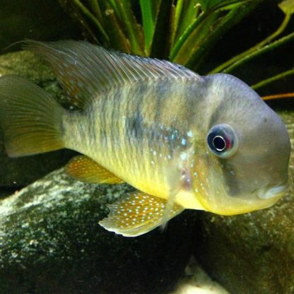 Geophagus balzani - Balzani Cichlid 8-9cm