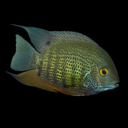 Heros efasciatus – Green Severum 5-6cm - Ψάρια Γλυκού